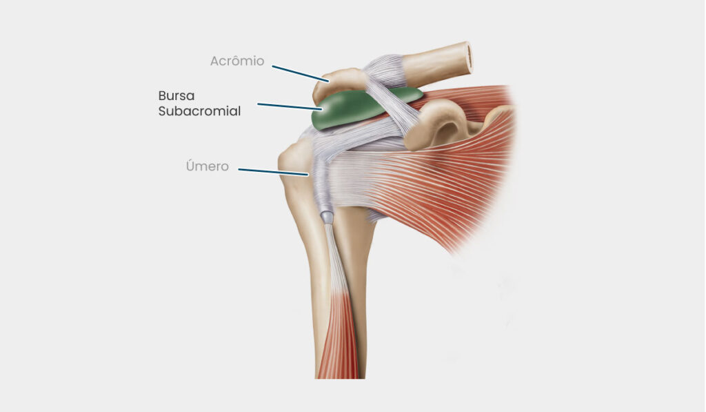 Anatomia do Ombro